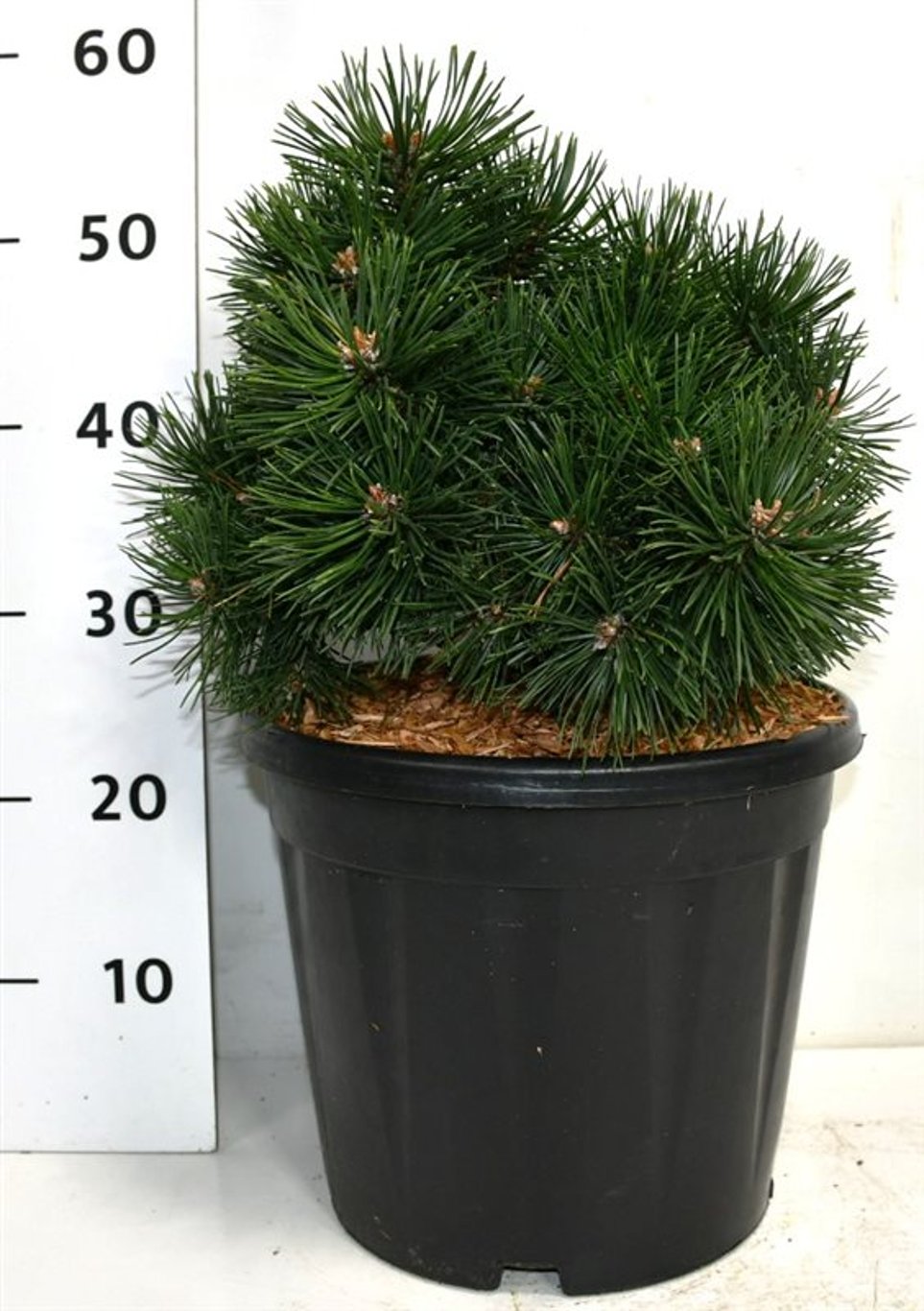 Pinus mugo 'Green Pearl' - C12 30-40 CM